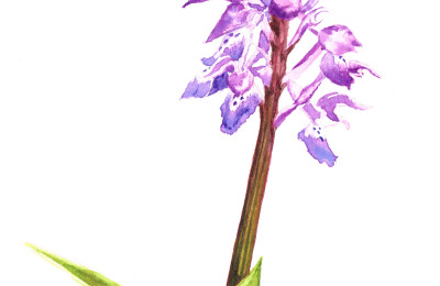 orchis-male