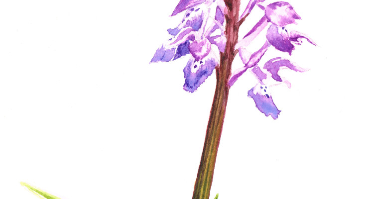 orchis-male