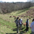 AgriculturevisitedefermesCPIEPrigordLimousin352