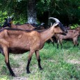 AgriculturevisitesfermesCGatanBourdon1