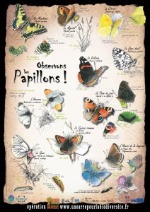 Affiche papillons BD 2016