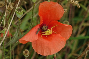 Coquelicot