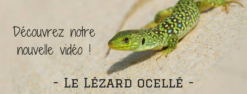 lezard-ocelle