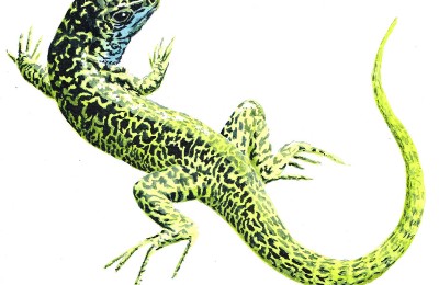 photo présentant en dessin naturaliste, le lézard vert