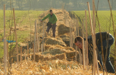 plantation de haie