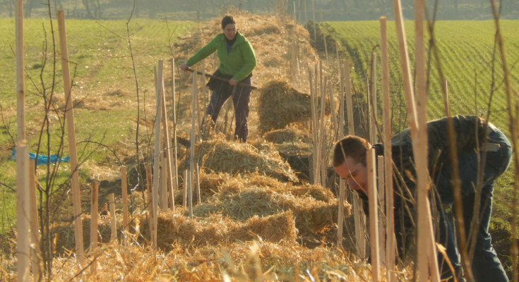 plantation de haie