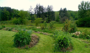 jardin à la Chapelle-Montmoreau