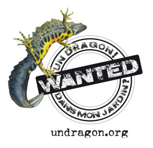 logo Dragon