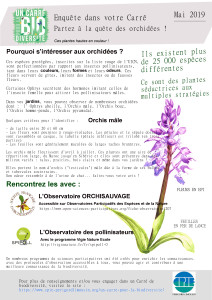 carre-mai-orchis