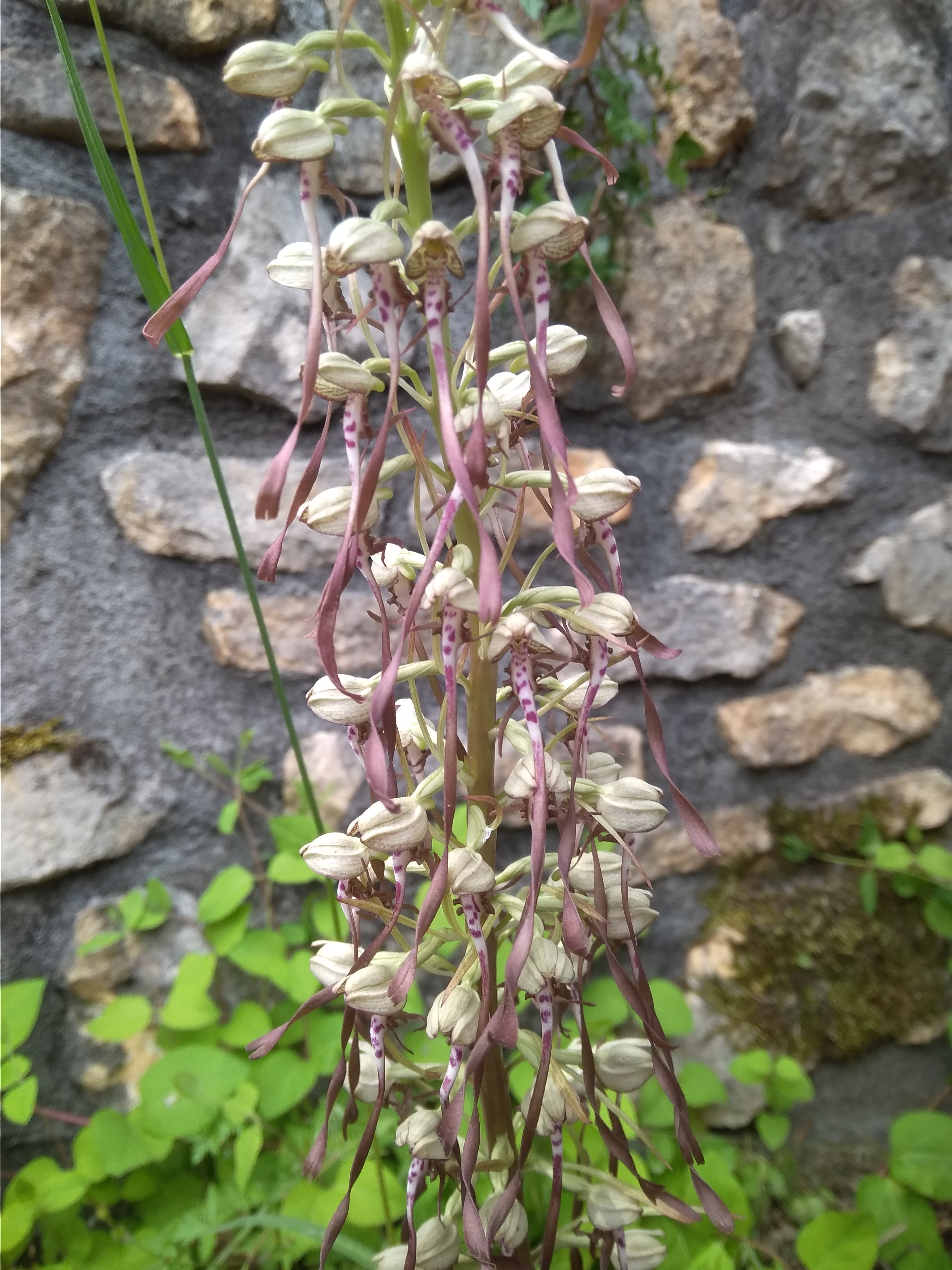 orchis bouc