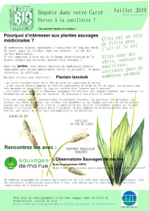 carre-juillet-plantain