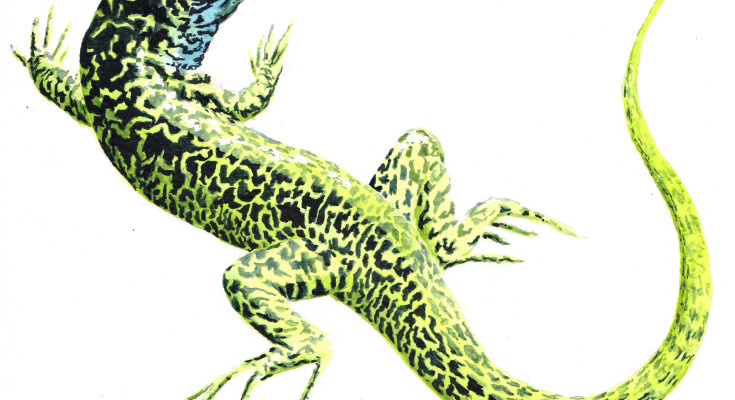 lézard vert