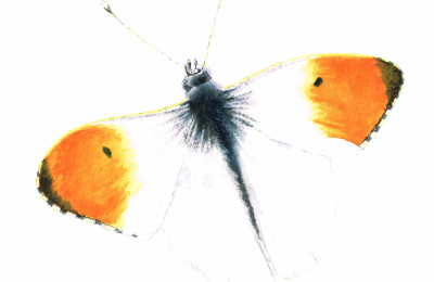 carre-papillon-aurore