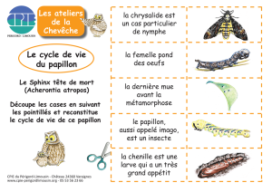 papillon-jeu-cycle