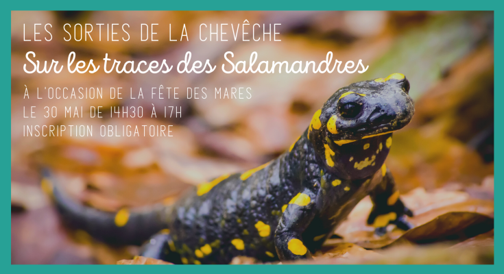 Sur les traces des salamandres - illu