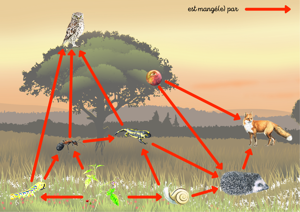 jeu-chaine-alimentaire-1