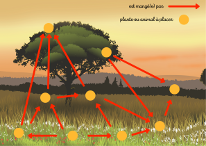 jeu-chaine-alimentaire-2