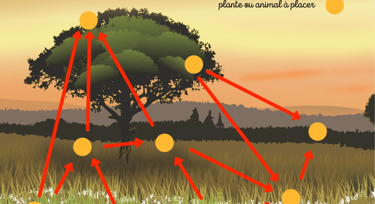 jeu-chaine-alimentaire-2