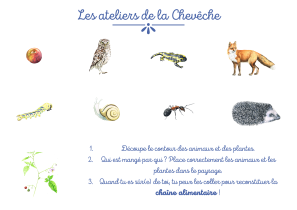 reponse-au-jeu-chaine-alimentaire