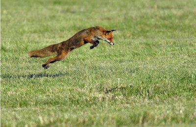 renard-david-dagneaux