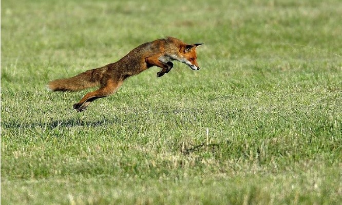 renard-david-dagneaux