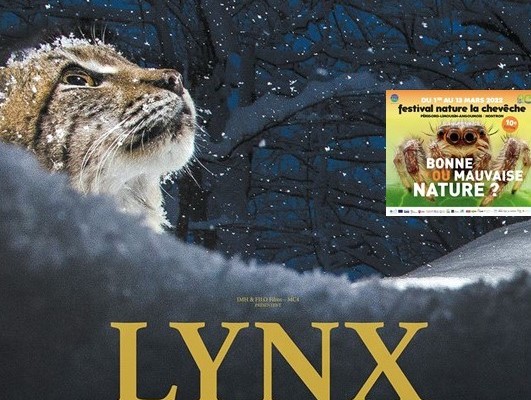 Affiche_lynx