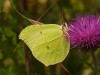 Citron_male