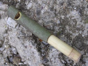 pere-cucu-bois