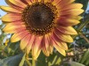 tournesol